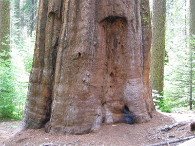 sequoia tree - kism-it - solutions